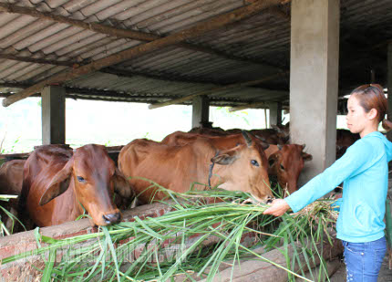 Nguyễn Thị Thuận chăm sóc đàn bò